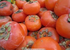 像柿子如许的潜正在品